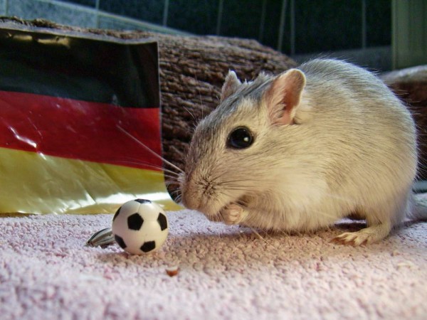 rennmaeuse-fussball