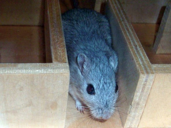 spot-im-labyrinth