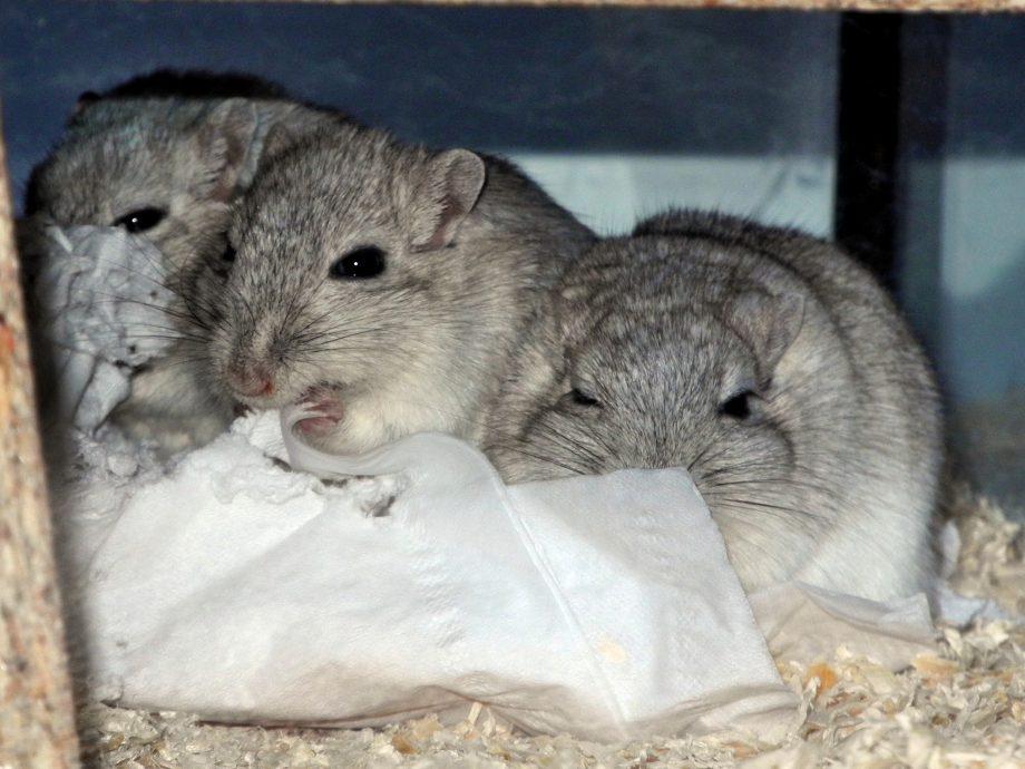 rennmaus-ratgeber-rennm-use-die-perfekten-haustiere-m-usenews