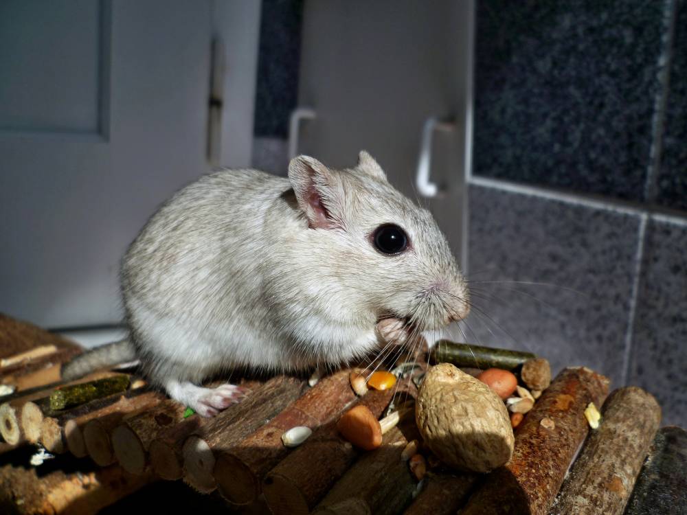 Normales Handyfoto einer Rennmaus beim Freilauf