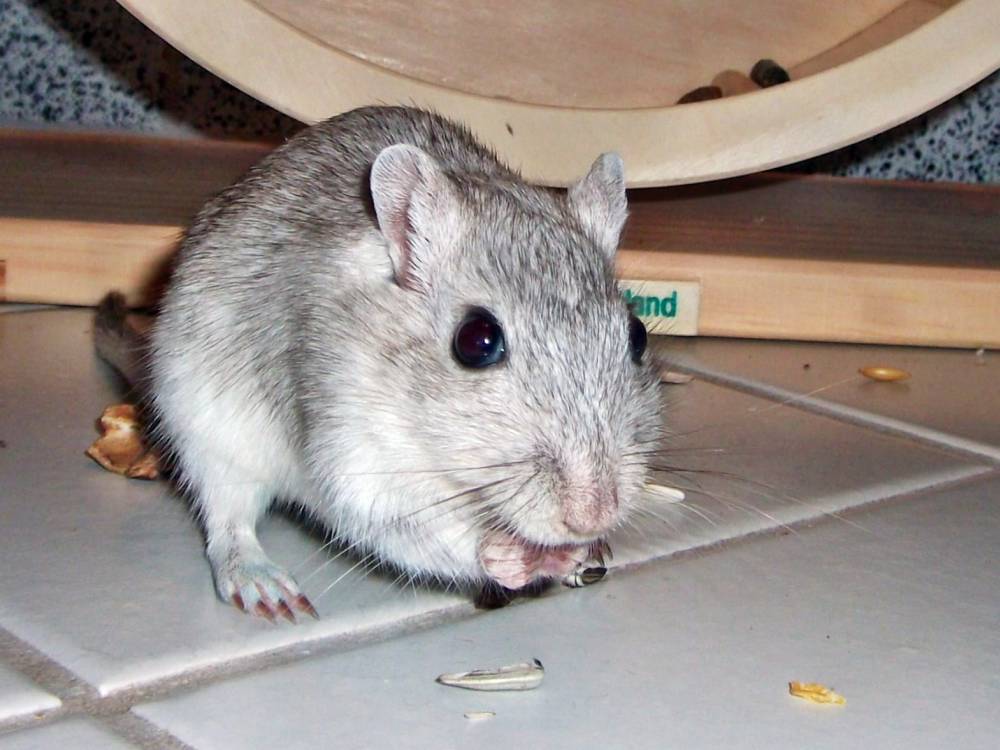 Rennmaus beim Freilauf – normales Handyfoto