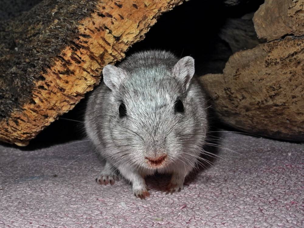 Rennmaus ohne Weihnachtsmütze – normales Handyfoto