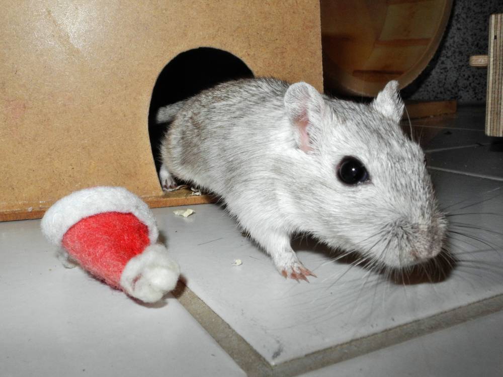 Rennmaus mit selbstgebastelter Weihnachtsmütze aus Filz